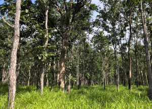 WWF khởi động sáng kiến mới về voi châu Á trong khu vực