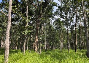 WWF khởi động sáng kiến mới về voi châu Á trong khu vực