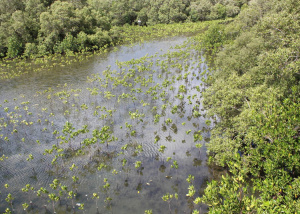 Amazon cùng tổ chức Bảo tồn quốc tế thành lập Viện Carbon xanh quốc tế nhằm bảo vệ và phục hồi các hệ sinh thái duyên hải tại Đông Nam Á và các khu vực khác